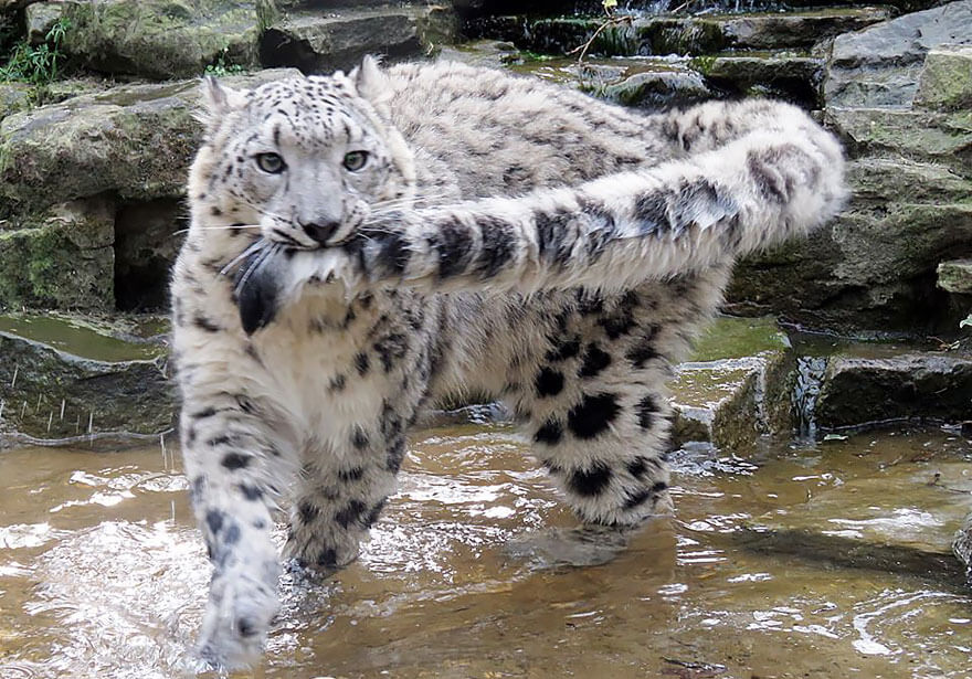 why do snow leopards bite their tails 8 (1)