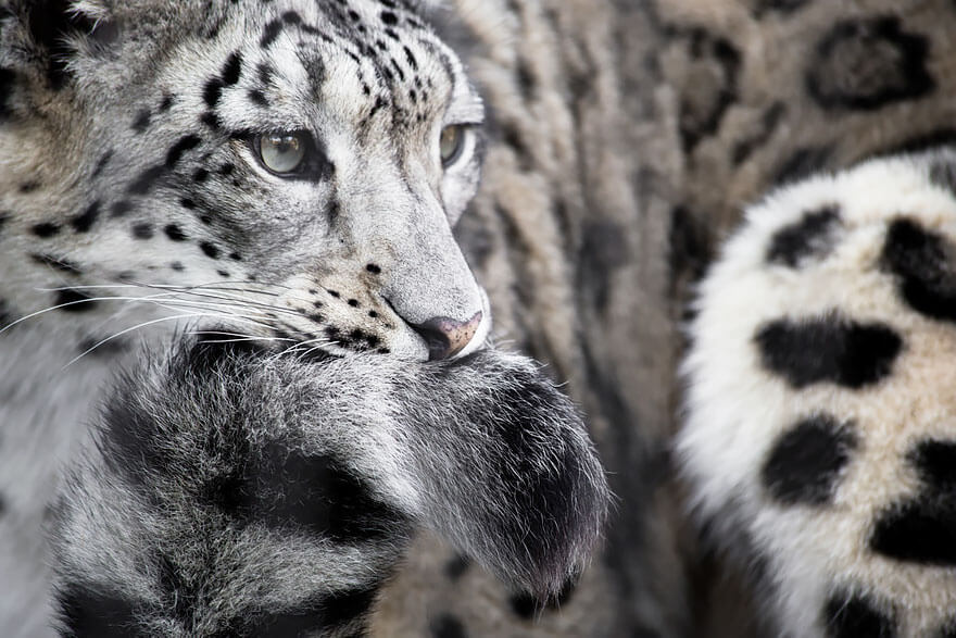 why do snow leopards bite their tails 9 (1)