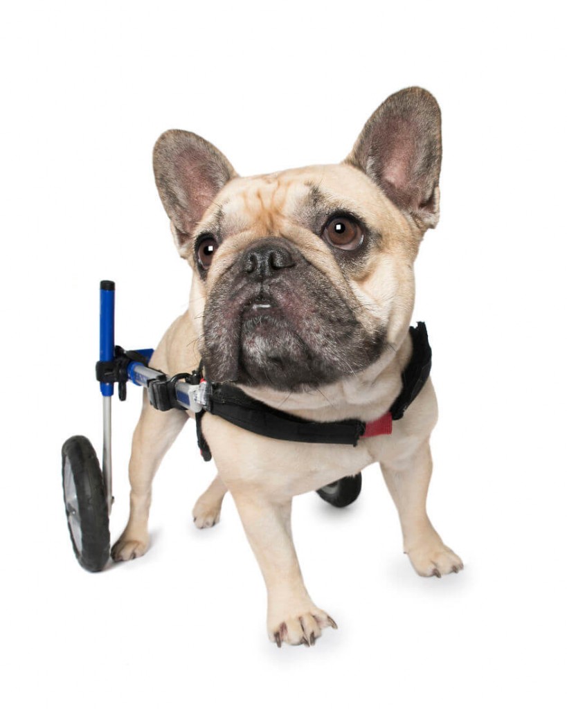 Today's Inspiration: Animals With Disabilities And a Big, Courageous ...