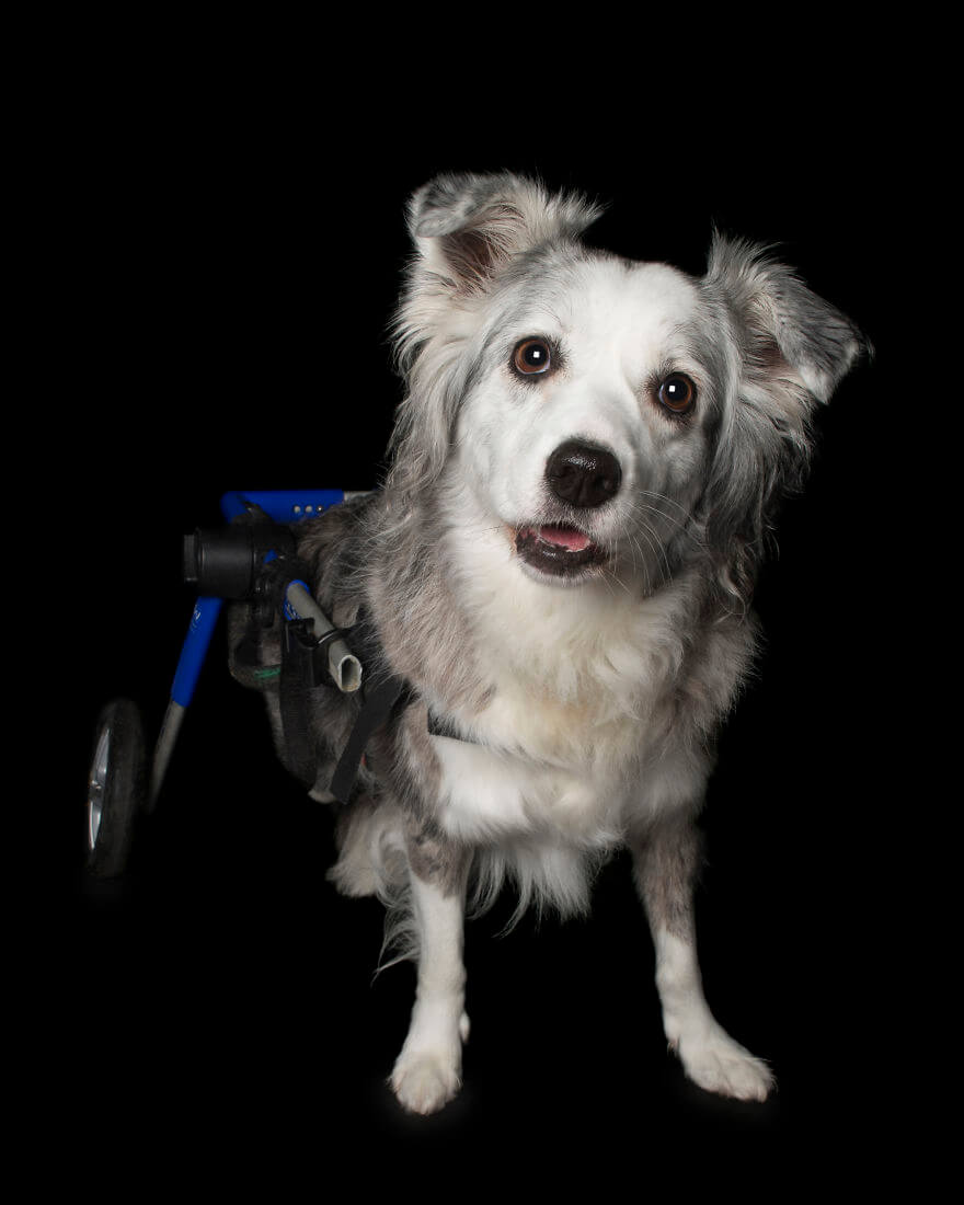 Animals With Disabilities photos 4 (1)