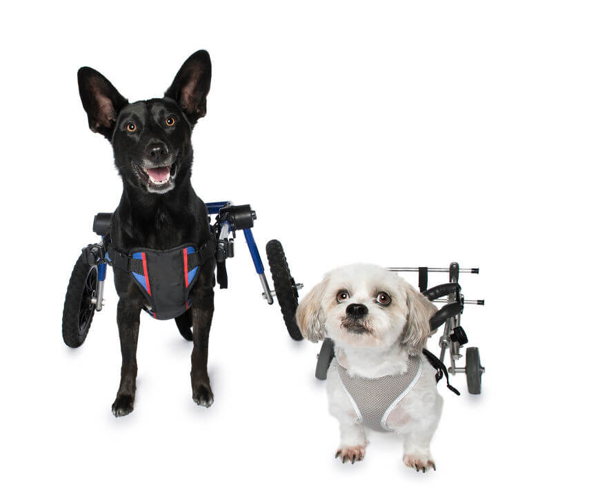 Animals With Disabilities photos 9 (1)