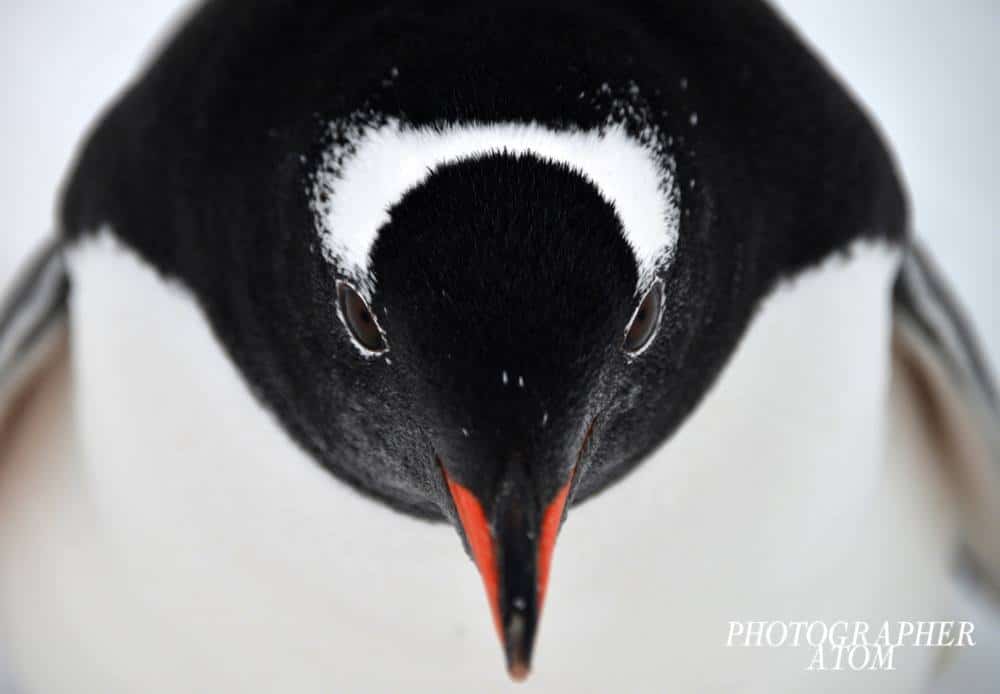 Photos of Penguins 1 (1)