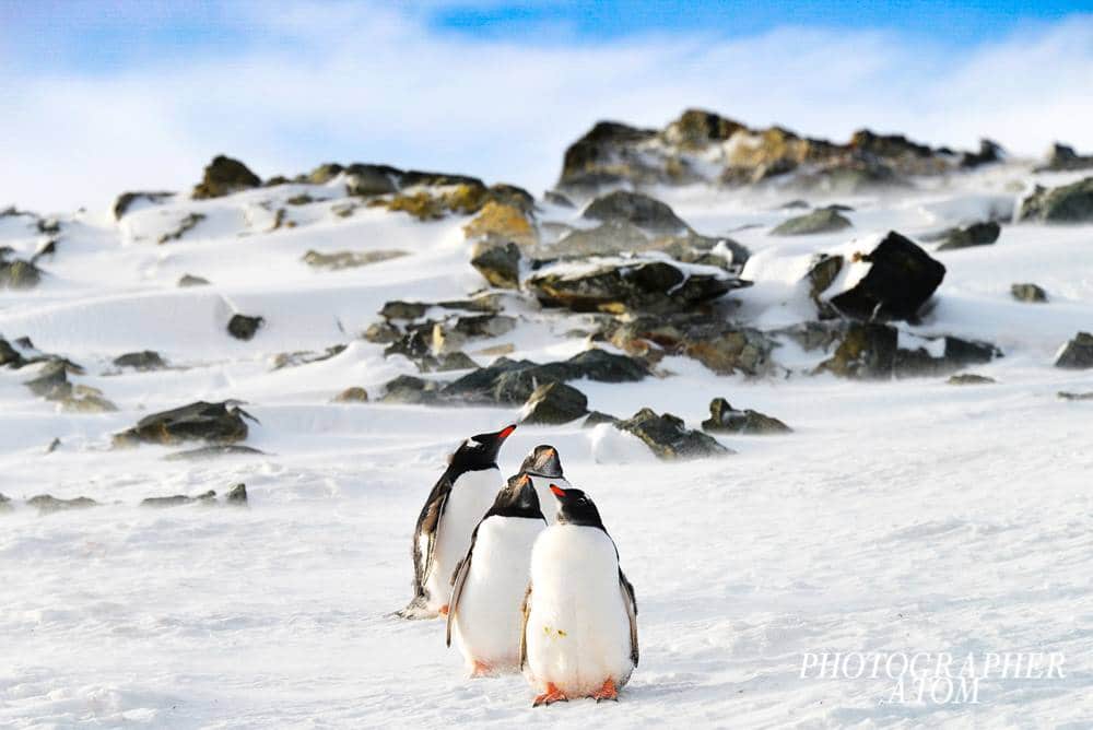 Photos of Penguins 3 (1)