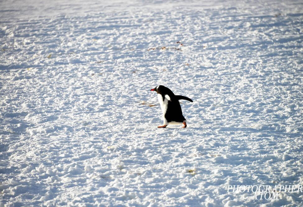 Photos of Penguins 4 (1)