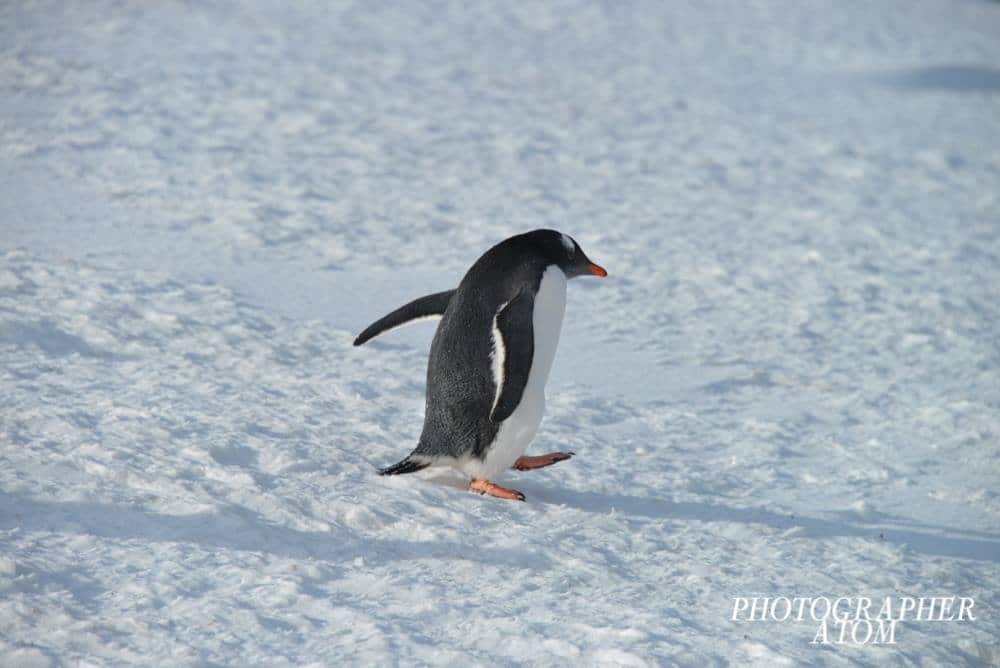 Photos of Penguins 7 (1)