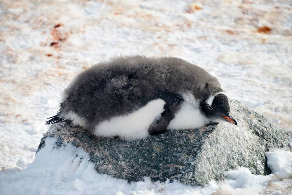 Photos of Penguins 8 (1)
