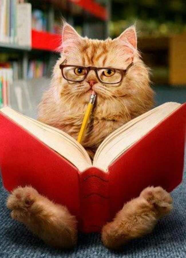 cats with glassess 23 (1)