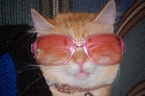 cats wearing glasses 3 (1)