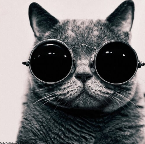 cats wearing glasses 5 (1)