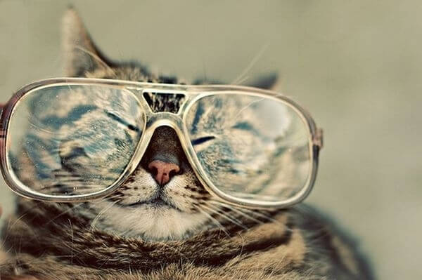 cats wearing glasses 6 (1)