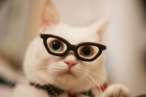 cats wearing glasses 7 (1)