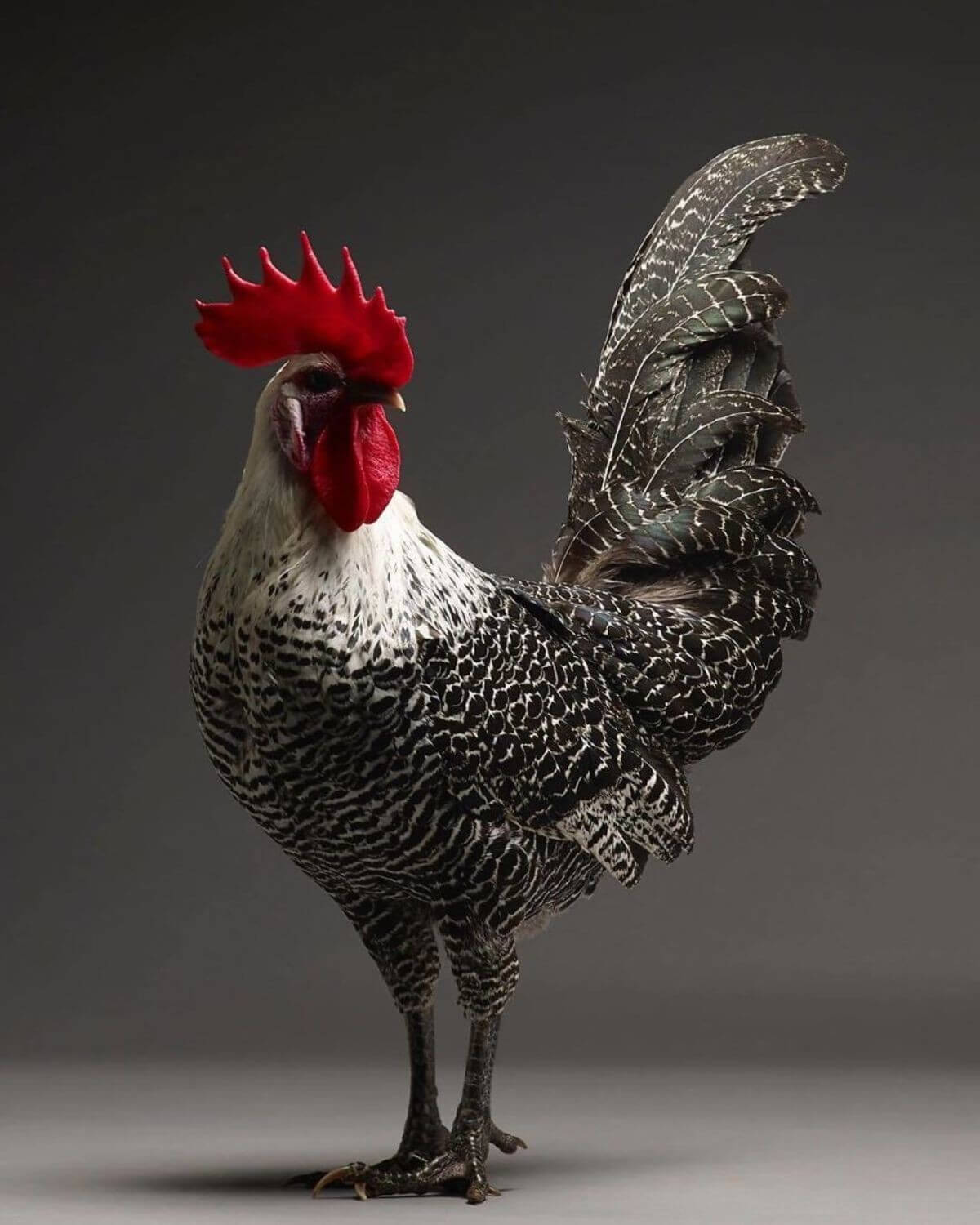 chicken portraits moreno monti matteo tranchellini 12 (1)