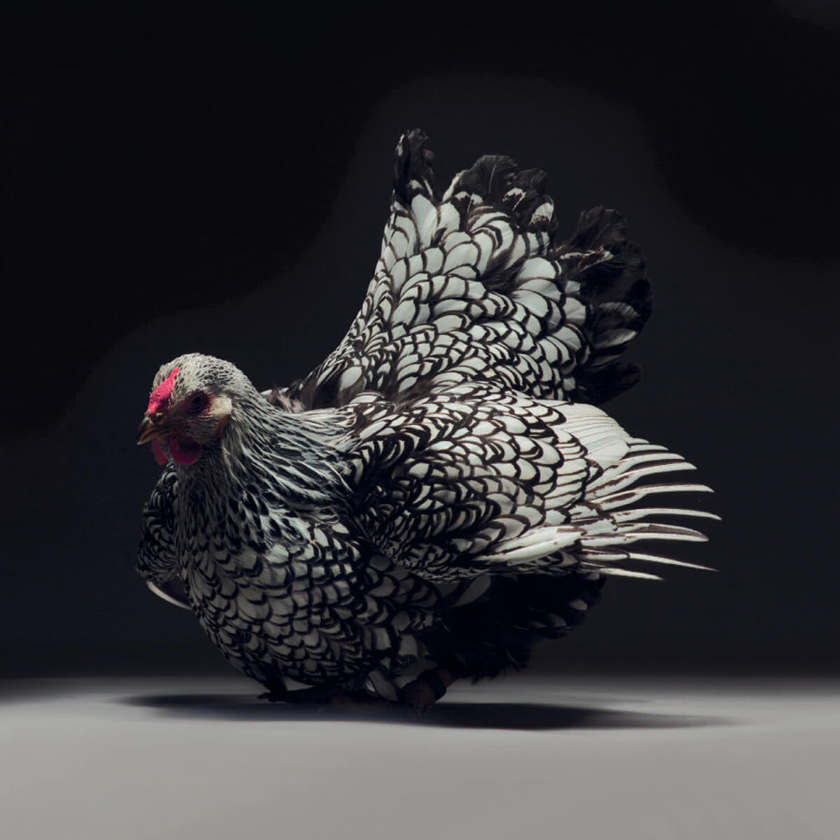 chicken portraits moreno monti matteo tranchellini 6 (1)