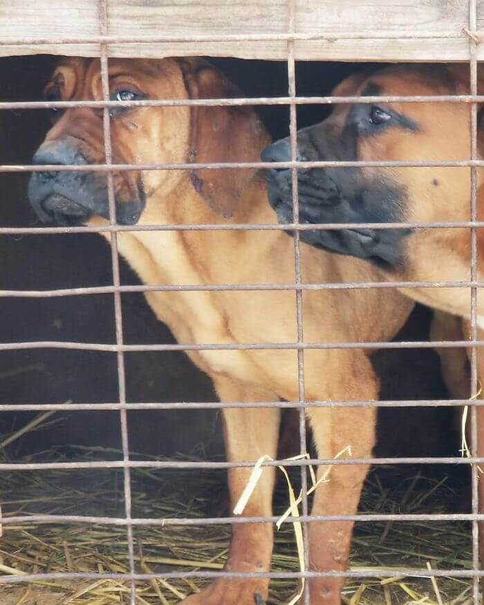 gus kenworthy rescued 90 dogs 4 (1)