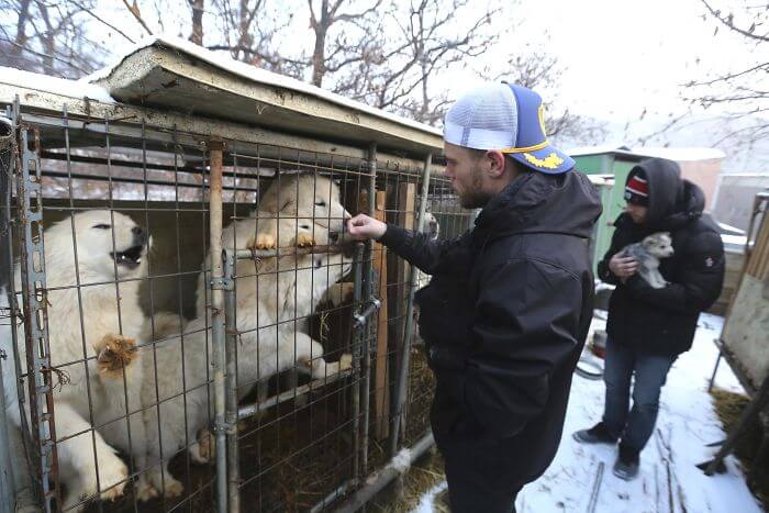 gus kenworthy rescued 90 dogs 6 (1)