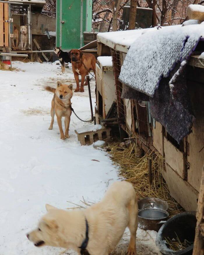 gus kenworthy rescued 90 dogs 7 (1)