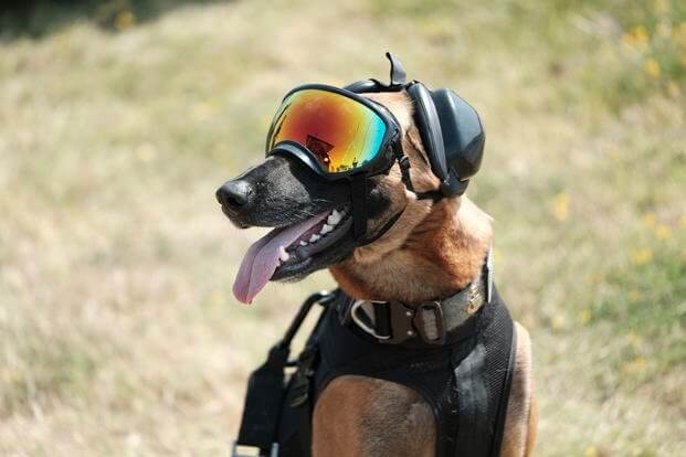 k9 military working dogs 1 (1)