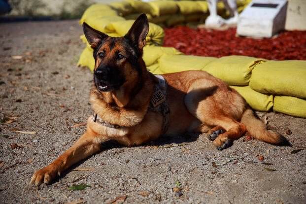 k9 military working dogs 10 (1)