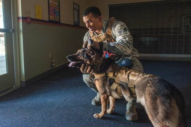 k9 military working dogs 12 (1)