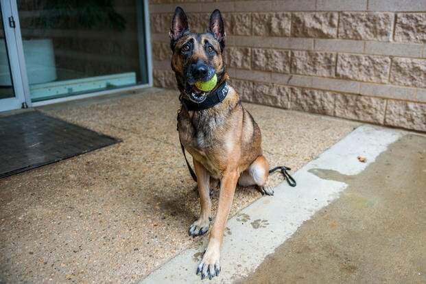 k9 military working dogs 2 (1)