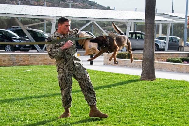 k9 military working dogs 5 (1)