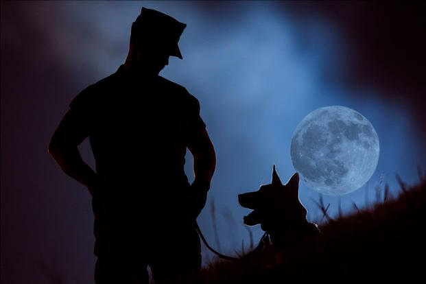k9 military working dogs 6 (1)