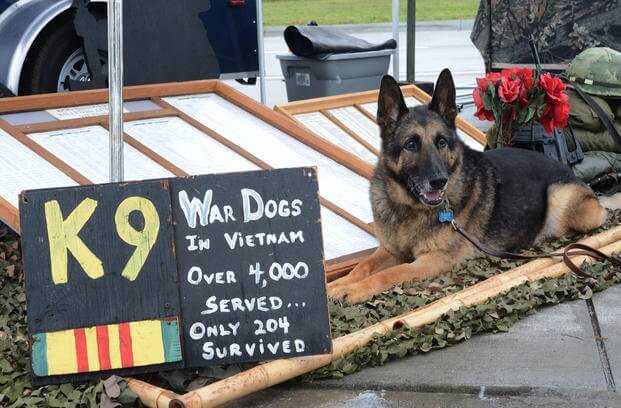 k9 military working dogs 7 (1)