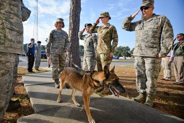 k9 military working dogs 8 (1)