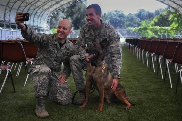 k9 military working dogs 9 (1)