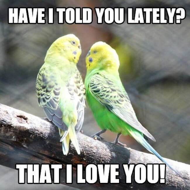 32 Love Memes That Are so Sweet You Can Literally Taste It