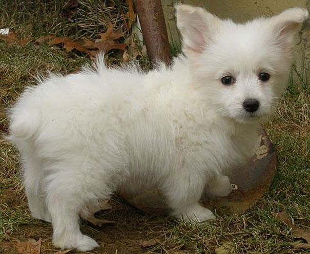 mixed dog breeds 22 (1)