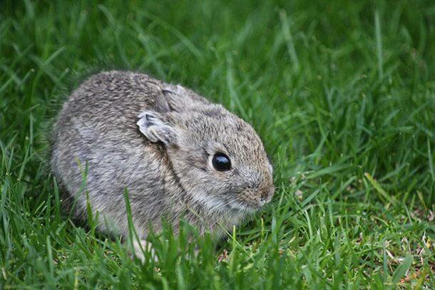 the smallest animals in the world 2 (1)