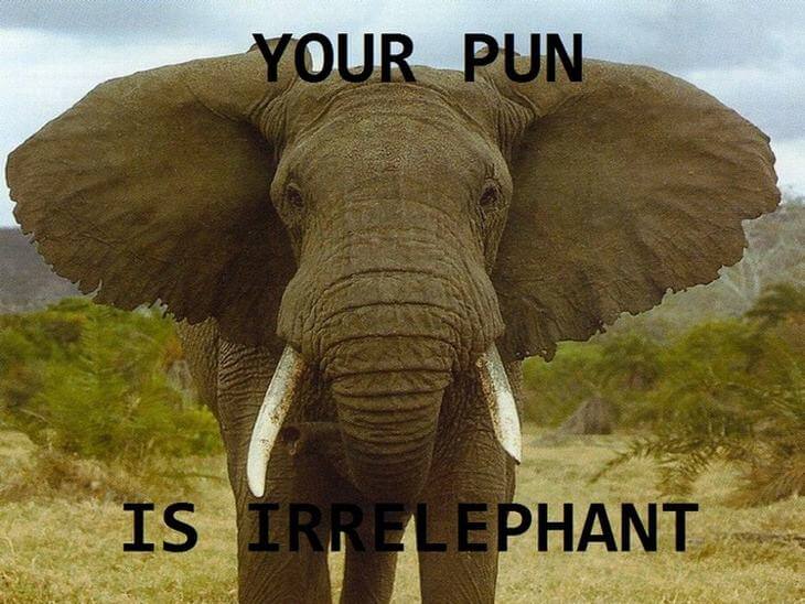 animal-puns-5-1.jpg