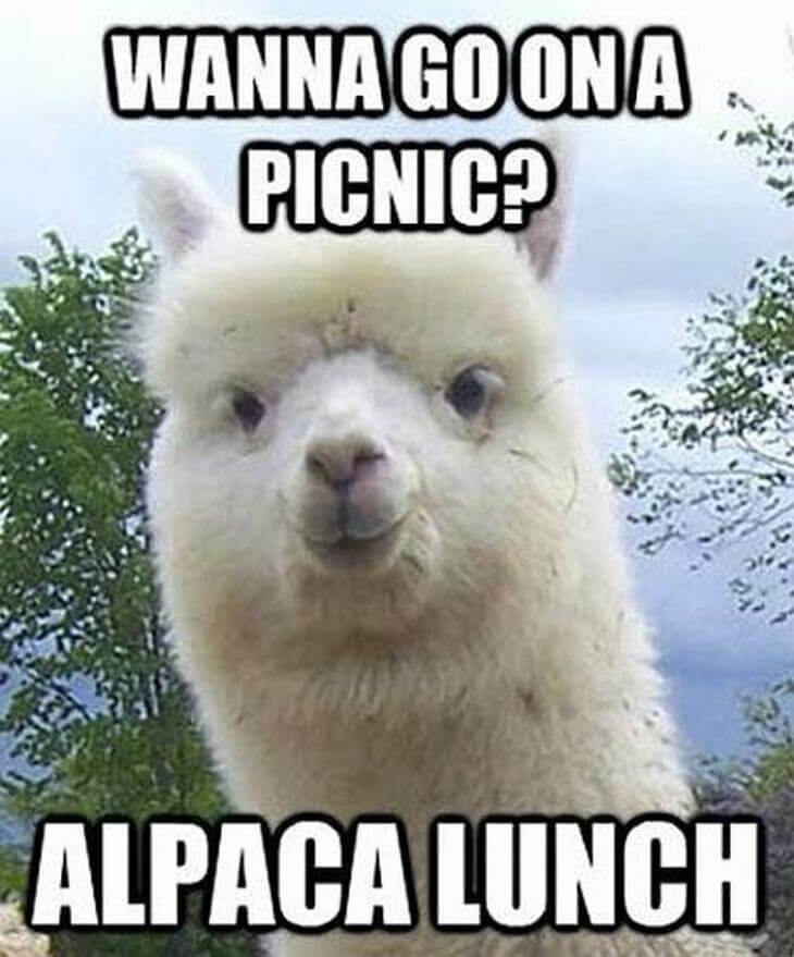 31 Funny Animal Puns That Could Koalafy For Best Humour