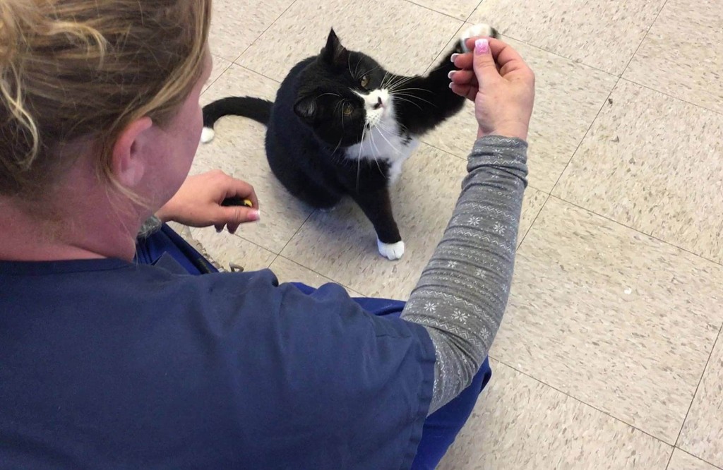 Teach Your Cat to Give You a High Five And Help Your Local Shelter Too(02)