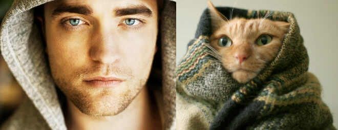 cats better than male models 17 (1)