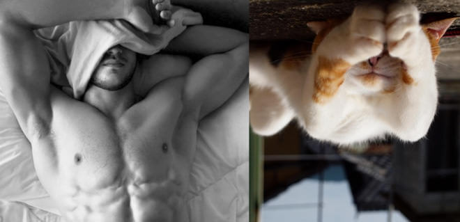 cats look like male models 20 (1)