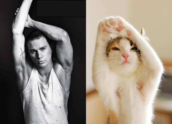 cats look like male models 3 (1)