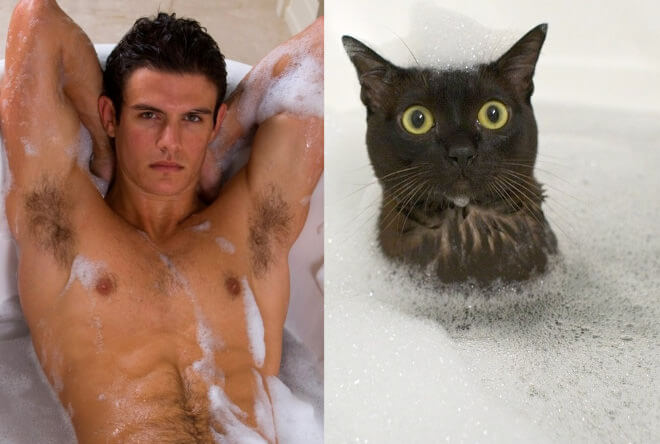 cats like male models 4 (1)