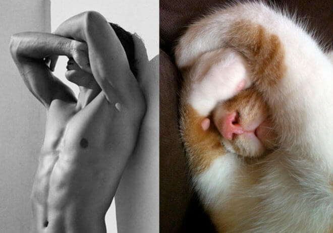 cats like male models 6 (1)