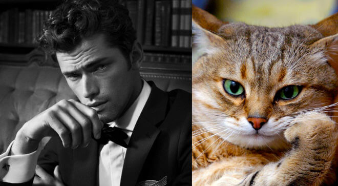 cats like male models 8 (1)