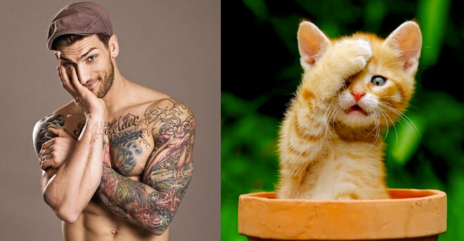 20 Cats Who Look Like Male Models to Make You Go Purrr