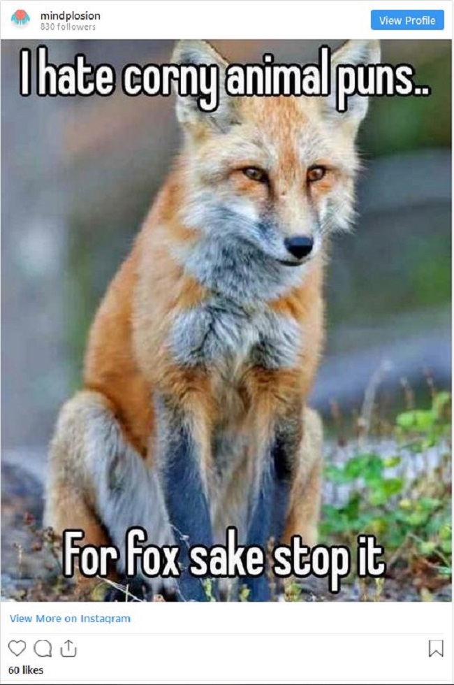 funny-animal-puns-7.jpg