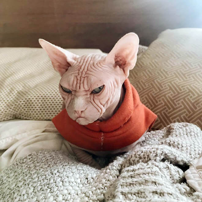 loki grumpy sphynx 1 (1)