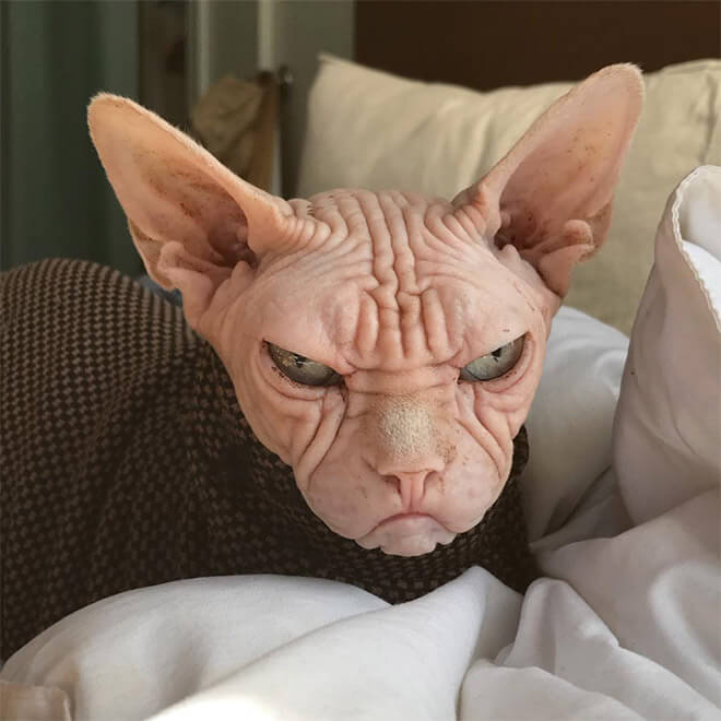 loki grumpy sphynx 11 (1)