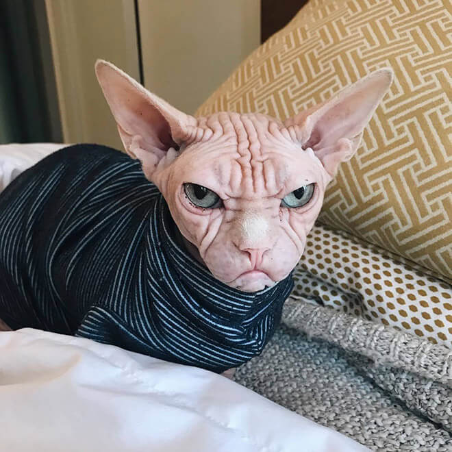 loki grumpy sphynx 13 (1)