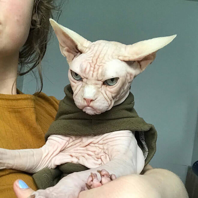 loki grumpy sphynx 14 (1)