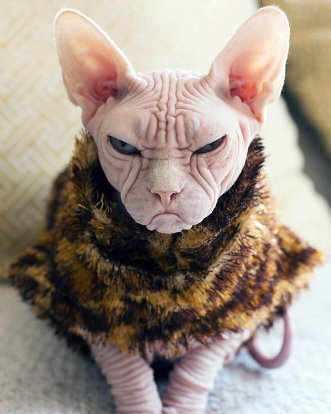 loki grumpy sphynx 7 (1)