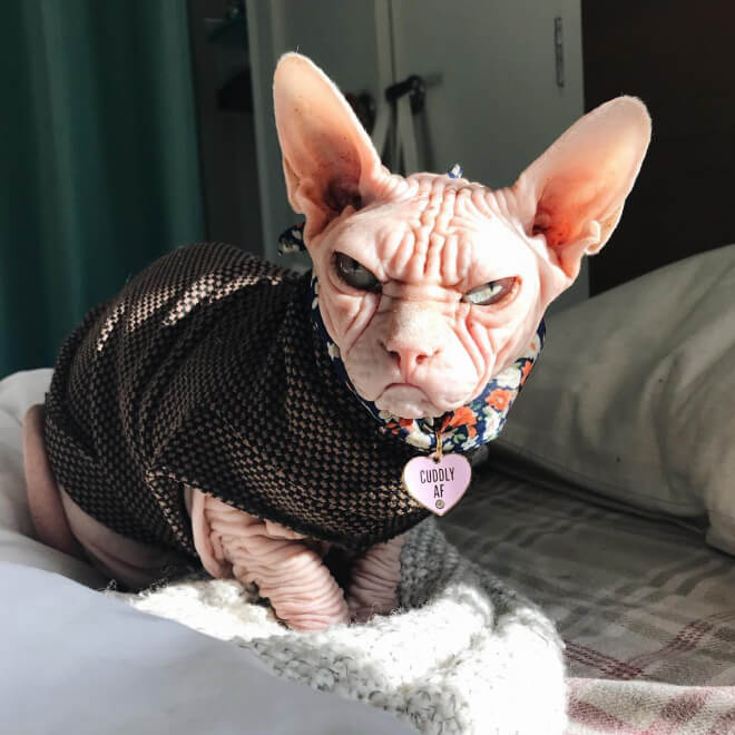 loki grumpy sphynx 9 (1)