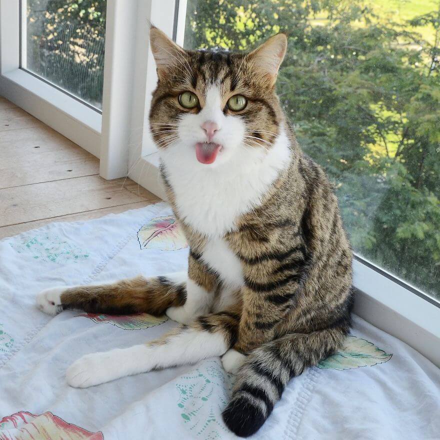 handicapped cat king of bleps 12 (1)